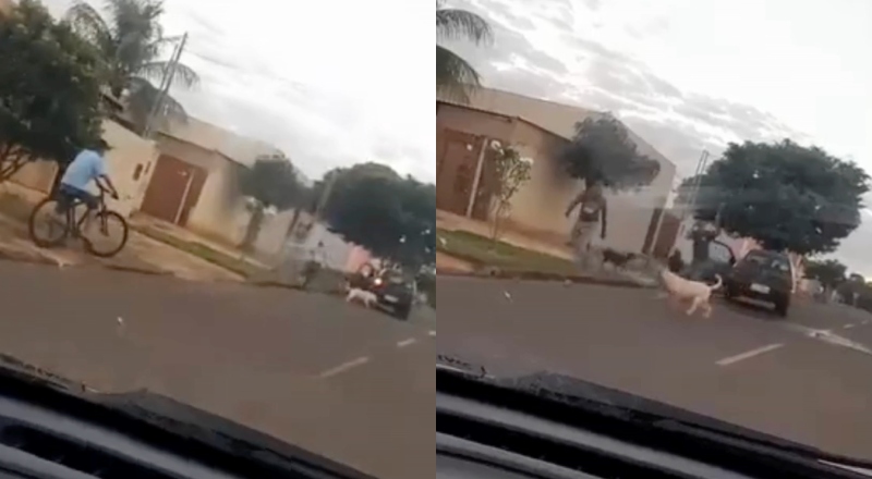 Pitbulls atacam cachorro vira-lata que protegia grávida no Parque dos Laranjais; veja vídeo