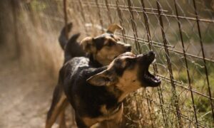 Artigo – O latido dos cachorros: quando o barulho se torna um problema legal