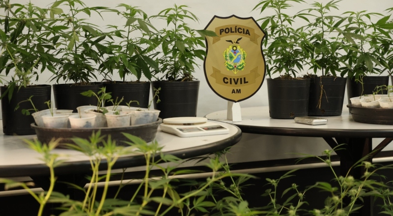 Homem é preso por usar empresa de fachada para plantar “supermaconha” em Manaus