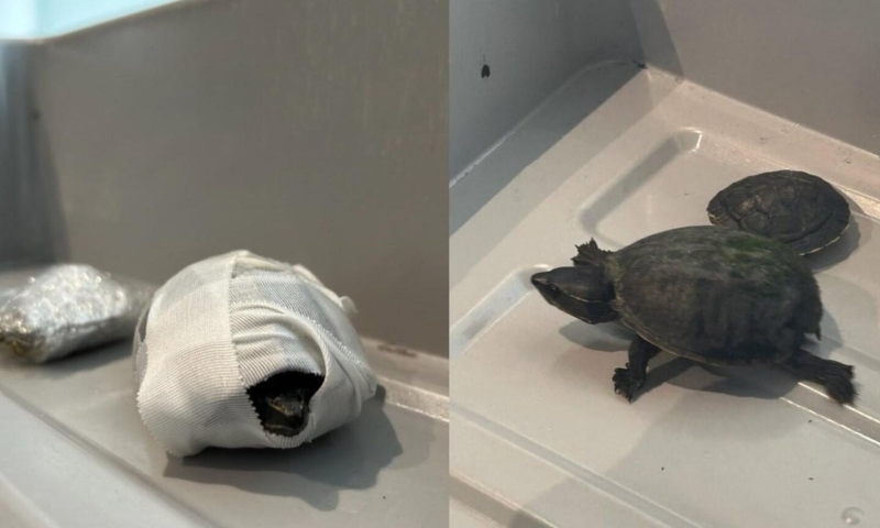 Mulher é presa no aeroporto da Flórida tentando embarcar com tartarugas no sutiã