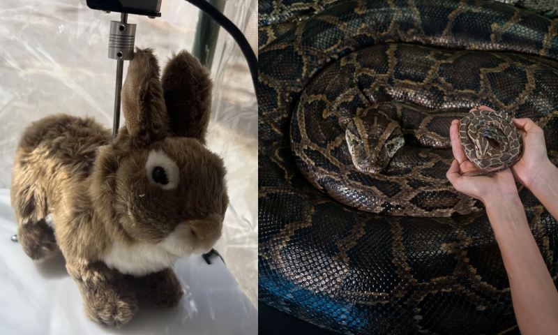 Coelhos-robôs são usados para combater cobras gigantes na Flórida; veja vídeo