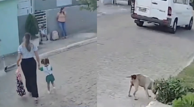 Desesperador: mães e crianças são atacadas por pitbull enquanto esperavam condução de creche; veja vídeo
