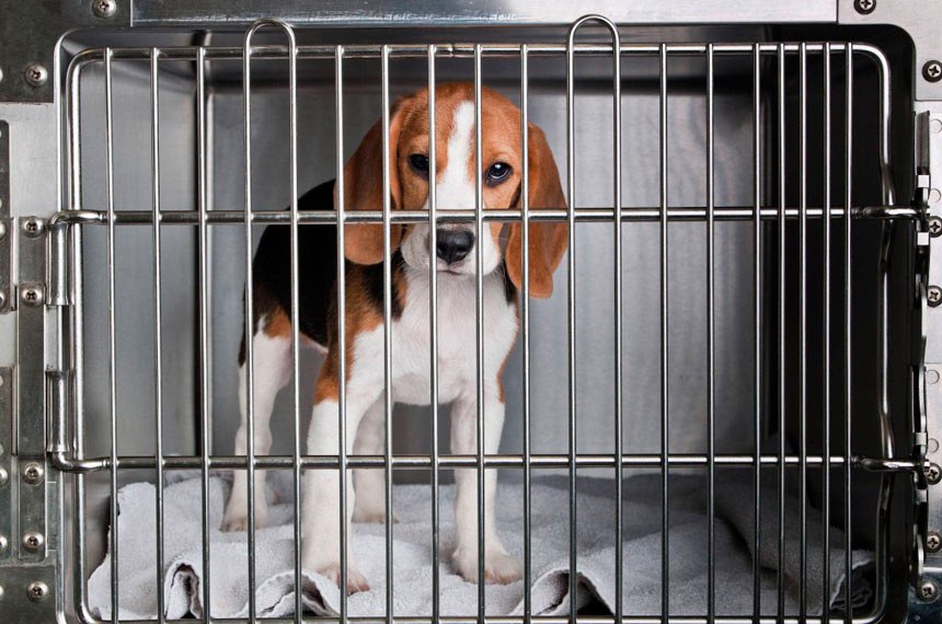 Lei que proíbe testes de cosméticos em animais já está em vigor