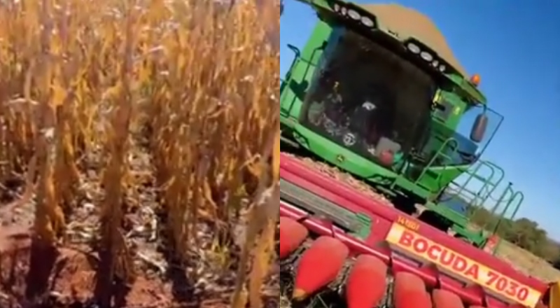 “No meio da roça!”: veja momento em que agricultores quase esmagam corpo de homem com máquina