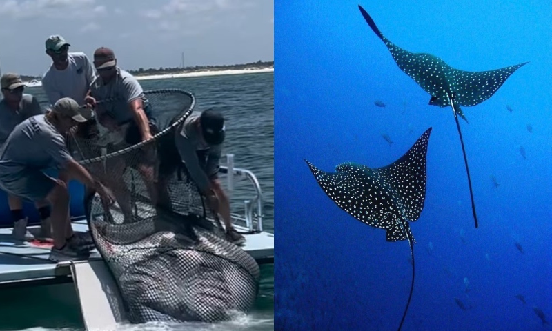 Mulher morre ao ser atingida no rosto por arraia gigante na Flórida