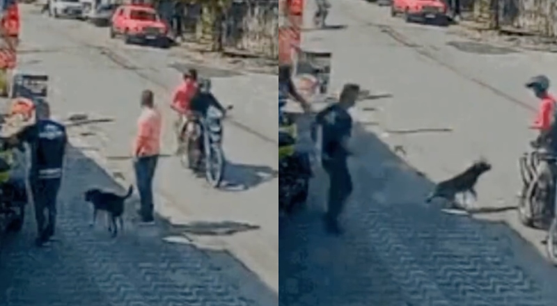“Super-Dudu”: cachorro vira-lata parte pra cima de bandidos e salva homem de ser metralhado; veja vídeo