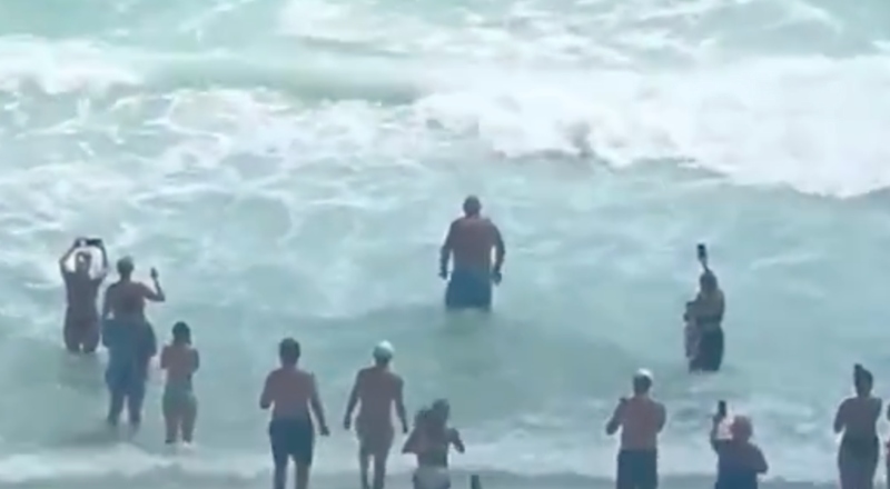 “Meu Deus, ele está devorando!”: vídeo flagra duelo raro entre tubarão e arraia em praia na Flórida; veja