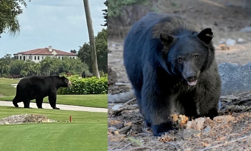 Após uma década, Flórida pode voltar a autorizar caça ao urso-negro a partir de 2025