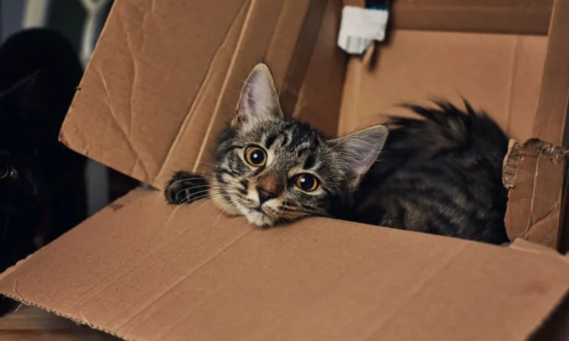 Cada ano conta: veja como calcular corretamente a idade do seu gato