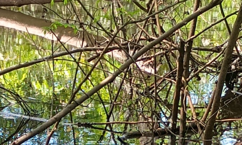 Urgente: corpo é encontrado boiando em igarapé na comunidade Maniquara, em Manacapuru; veja vídeo