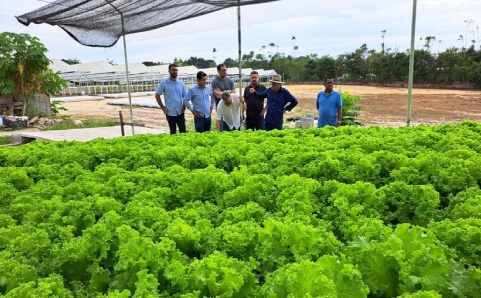 Suframa conhece hidroponia no DAS que abastece feiras, restaurantes e supermercados de Manaus