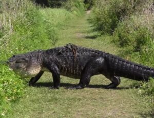 Mulher é atacada por jacaré enquanto fazia trilha na Flórida; veja vídeo