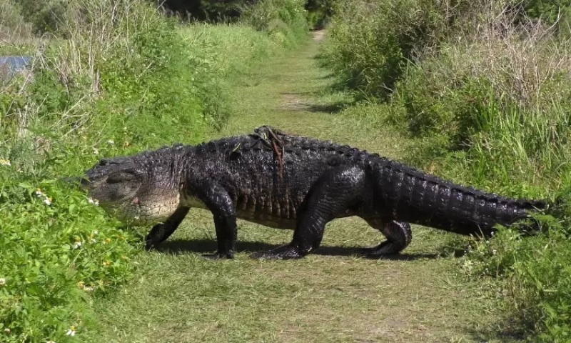 Mulher é atacada por jacaré enquanto fazia trilha na Flórida; veja vídeo