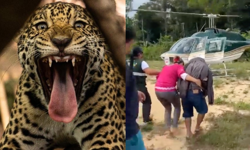 Onça ataca indígena em Lábrea e vítima recebe socorro urgente em helicóptero; veja vídeo