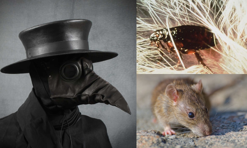 Homem é diagnosticado com peste negra após acampar na Califórnia