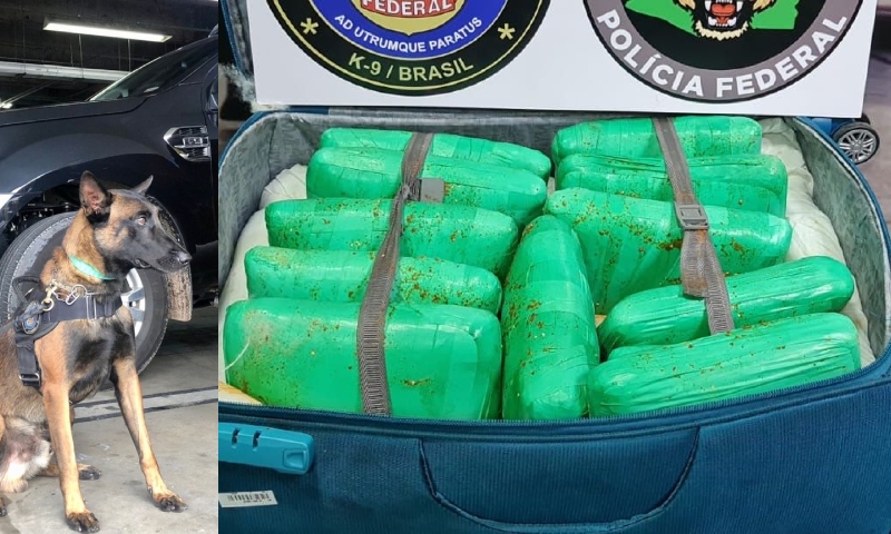 Mulher joga ‘substância podre’ em drogas para tentar enganar cães farejadores no Aeroporto de Manaus