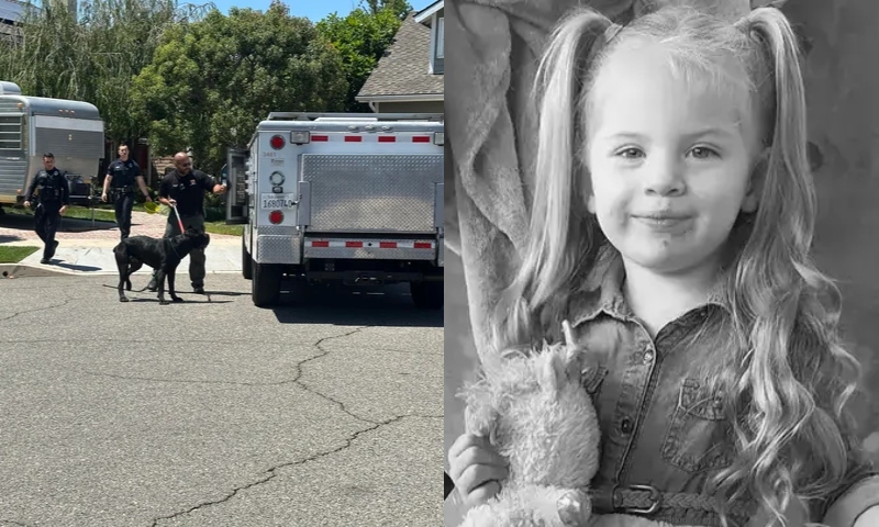 Cão misturado com as raças Cane Corso, Pitbull e Rottweiler mata menina de 4 anos nos EUA
