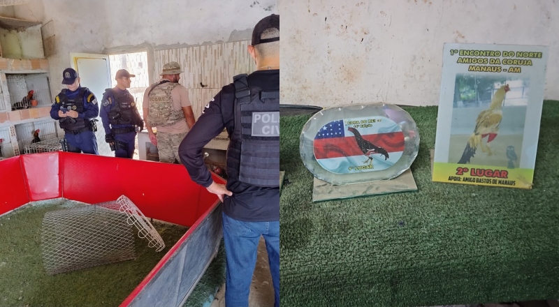 Quadrilha que maltratava animais e organizava rinhas de galos é presa em Manaus