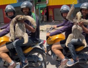 Moradores resgatam bicho-preguiça no bairro Monte das Oliveiras, em Manaus