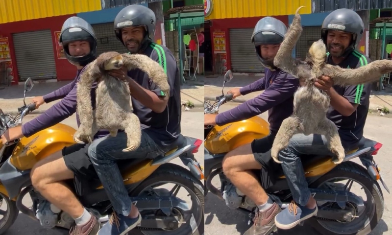 Moradores resgatam bicho-preguiça no bairro Monte das Oliveiras, em Manaus
