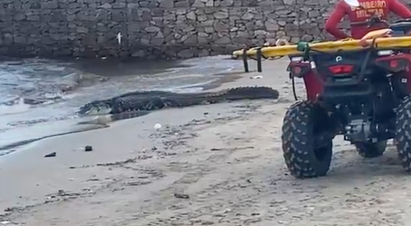 Jacaré aparece na praia da Ponta Negra e assusta banhistas; veja vídeo