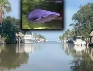 Menino de 8 anos é atacado por tubarão na Flórida; veja vídeo