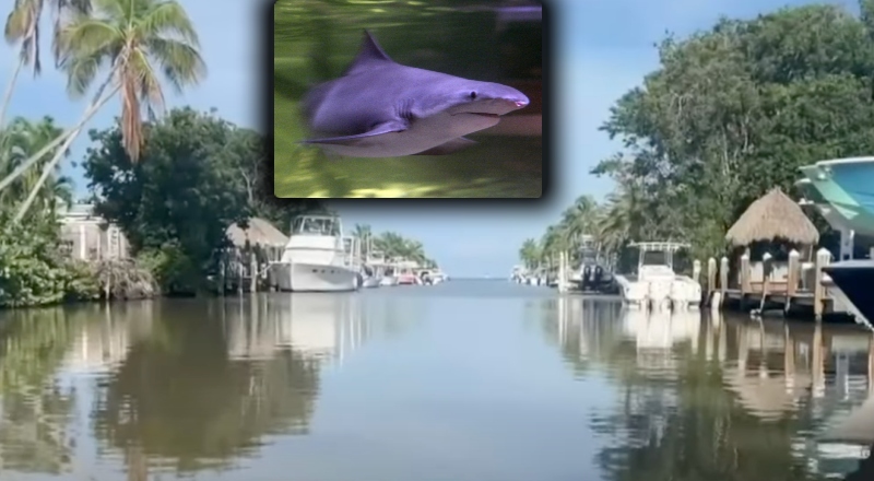 Menino de 8 anos é atacado por tubarão na Flórida; veja vídeo