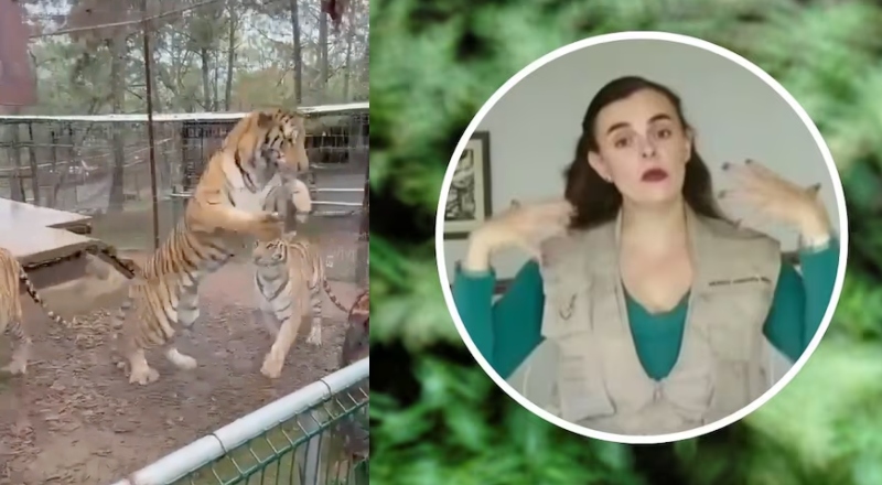 Terror no zoológico: veterinária se distrai e é atacada por tigre; veja vídeo