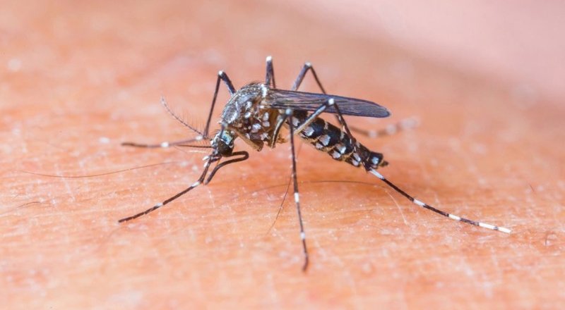 Governo Federal regulamenta indenização e pensão vitalícia a vítimas do vírus Zika