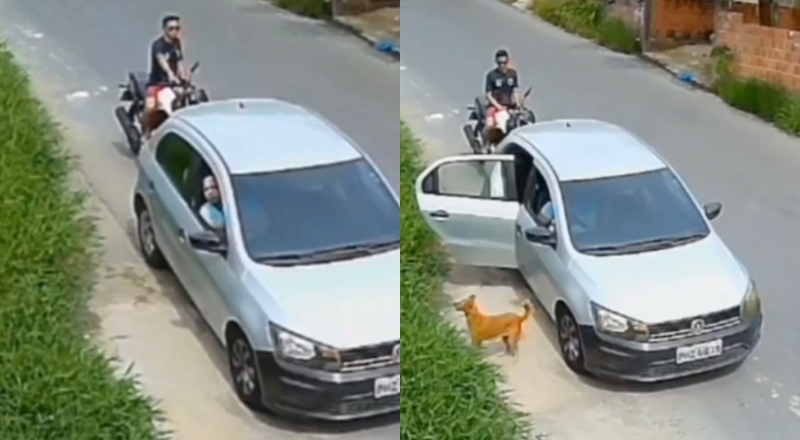 Polícia pede ajuda para identificar responsáveis por abandono de cadela e filhotes em Manaus; veja vídeo