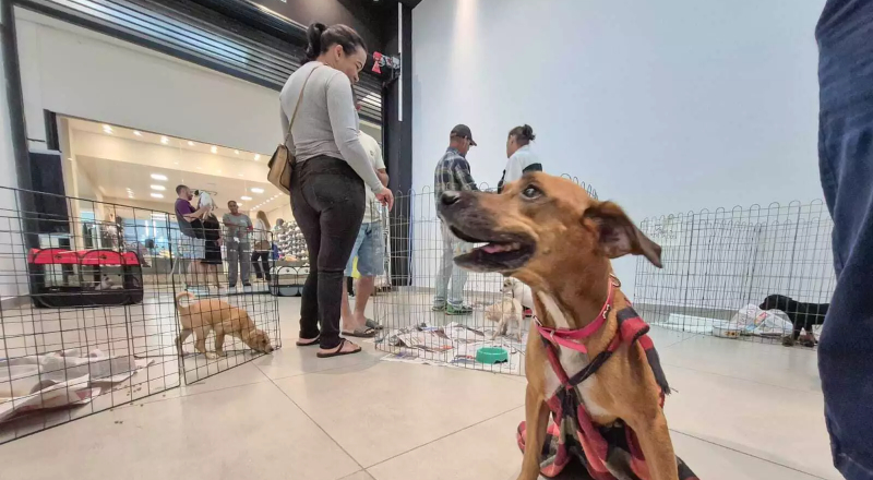 Evento “Vira-lata é Tudo de Bom” terá ação de cuidados gratuitos para cães e gatos em Manaus