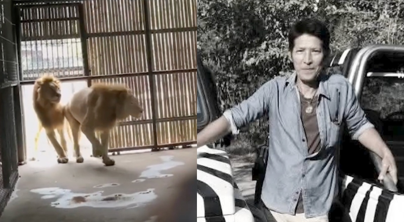 Funcionário de zoológico é devorado por leões na frente de visitantes; veja vídeo