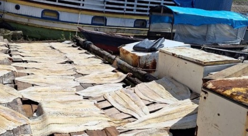 Polícia Federal apreende mais de duas toneladas de pirarucu ilegal no AM