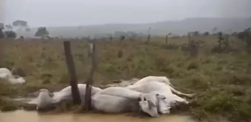 Chuva forte no sul do Amazonas resulta em morte de dez bois e apagão em Apuí; veja vídeo