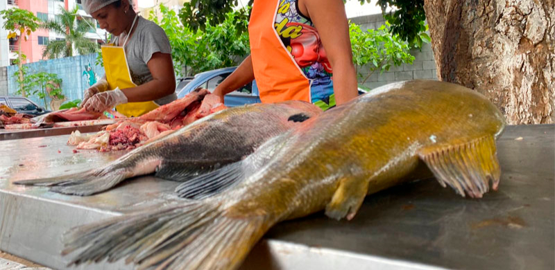 Feira do Tambaqui em Manaus oferece 9 toneladas de pescado a preços populares