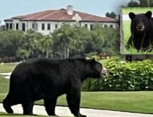 Mais de 160 mil pessoas disputam 172 licenças para caça ao urso na Flórida; veja vídeo