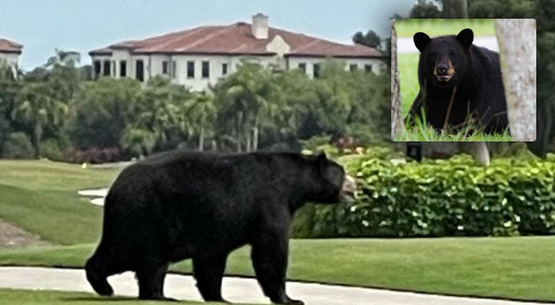 Mais de 160 mil pessoas disputam 172 licenças para caça ao urso na Flórida; veja vídeo