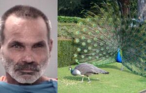 Homem é preso após matar e comer pavões de estimação em briga com vizinha na Flórida