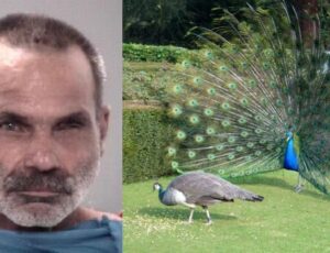 Homem é preso após matar e comer pavões de estimação em briga com vizinha na Flórida