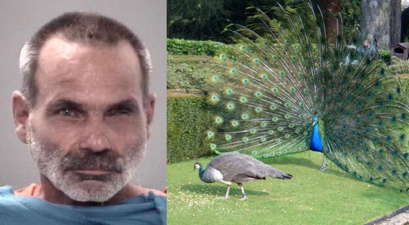 Homem é preso após matar e comer pavões de estimação da vizinha na Flórida