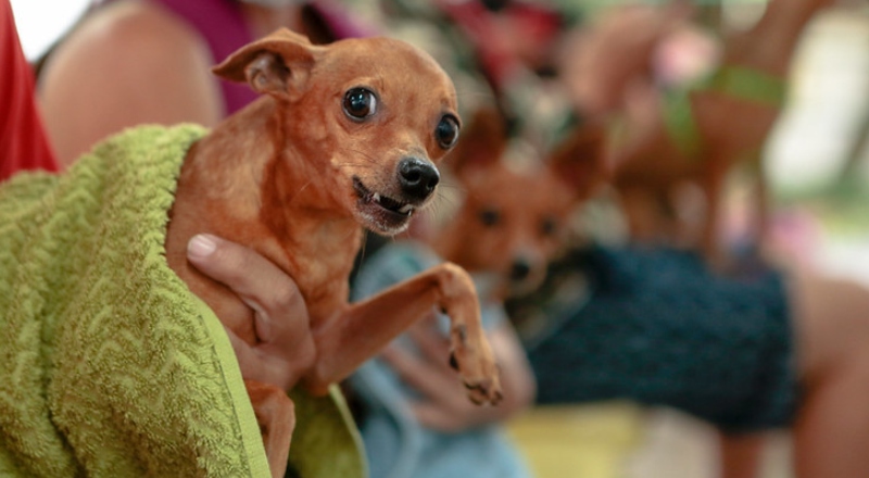 Prefeitura de Manaus lança campanha de vacinação antirrábica para imunizar mais de 280 mil animais