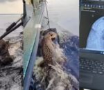 Onça-pintada resgatada no Rio Negro foi alvejada com tiro de chumbinhos; veja vídeo