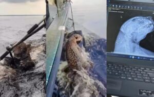 Onça-pintada resgatada no Rio Negro foi alvejada com tiro de chumbinhos; veja vídeo