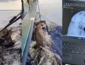 Onça-pintada resgatada no Rio Negro foi alvejada com tiro de chumbinhos; veja vídeo