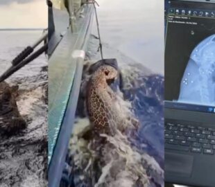 Onça-pintada resgatada no Rio Negro foi alvejada com tiro de chumbinhos; veja vídeo