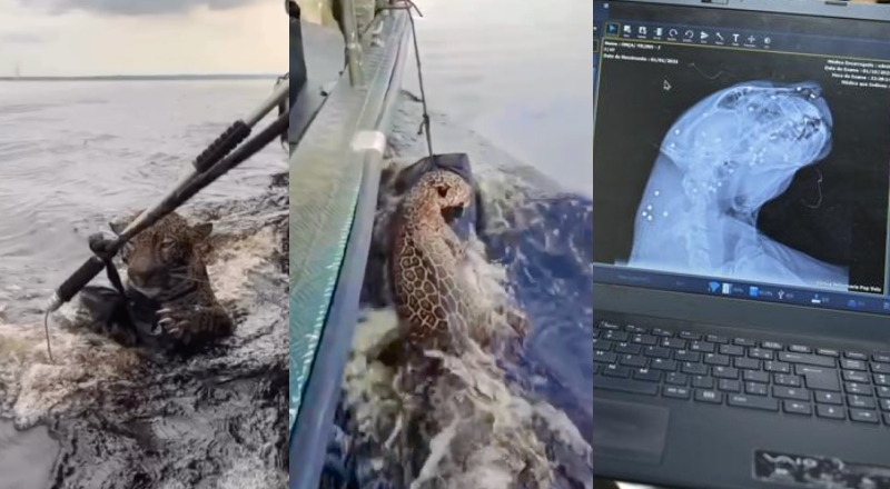 Onça-pintada resgatada no Rio Negro foi alvejada com tiro de chumbinhos; veja vídeo