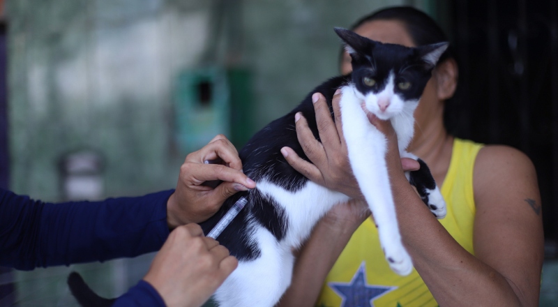 Prefeitura de Manaus mantém três pontos fixos para imunização de cães e gatos contra raiva; confira