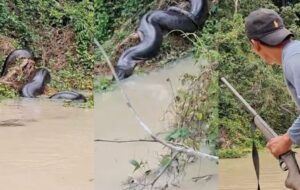 Garimpeiro gera polêmica após atirar em sucuri gigante; veja vídeo