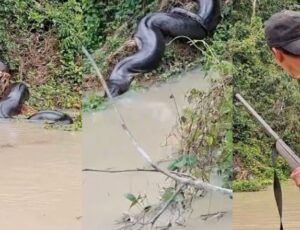 Garimpeiro gera polêmica após atirar em sucuri gigante; veja vídeo