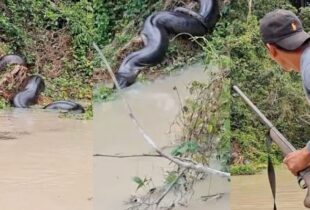 Garimpeiro gera polêmica após atirar em sucuri gigante; veja vídeo